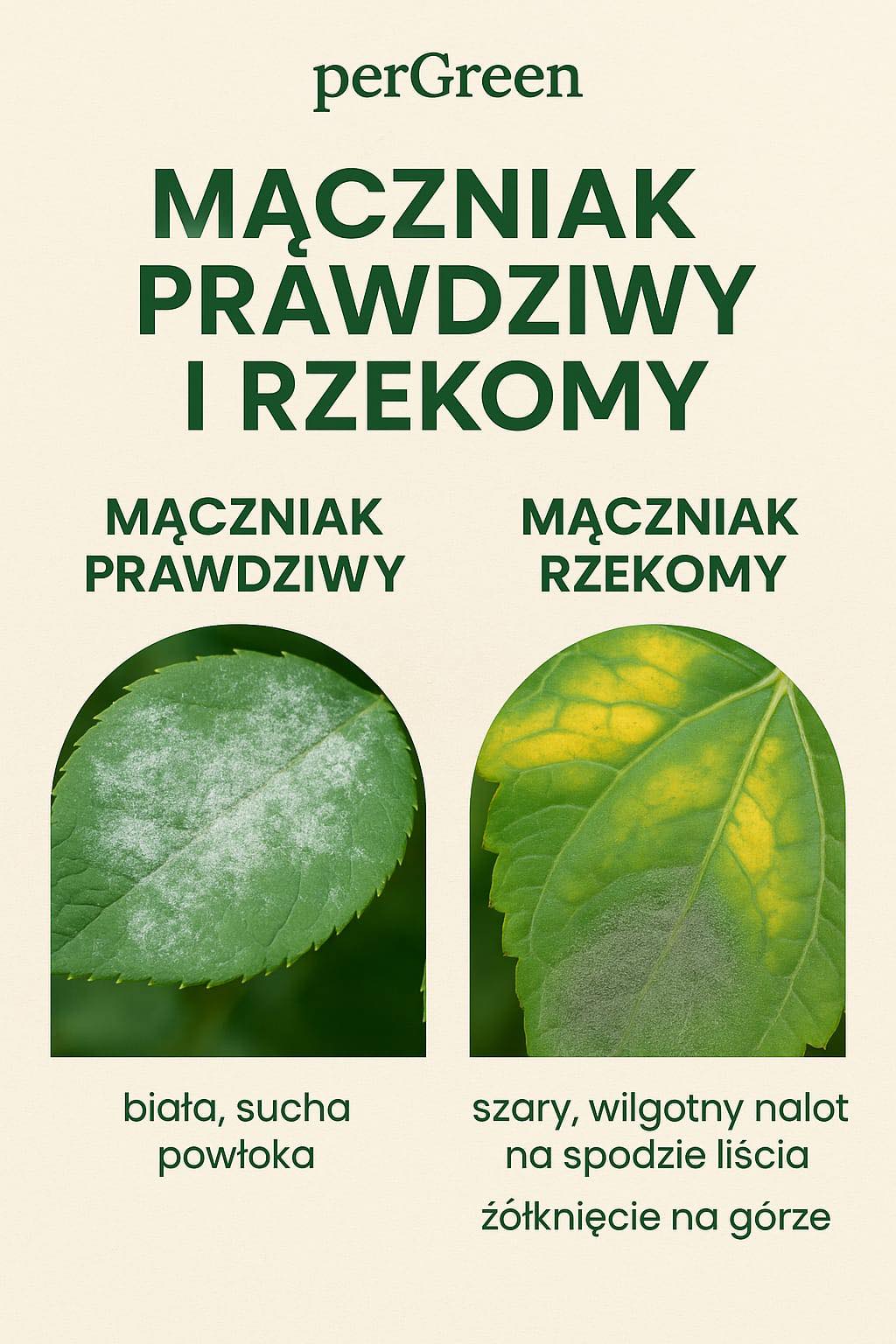 Mączniak prawdziwy i rzekomy
