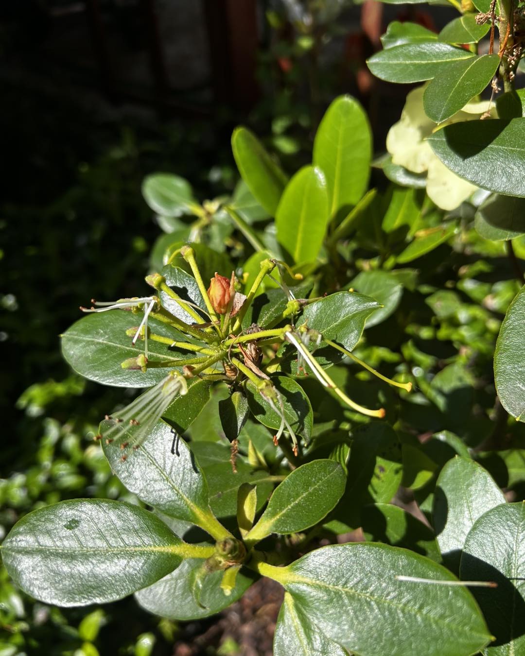 Rododendron po kwitnieniu
